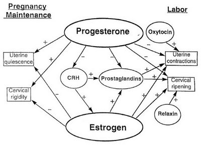 Estrogens and Prostaglandins