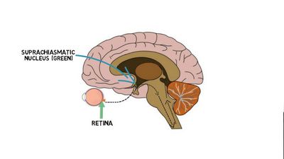 Pineal Gland Function