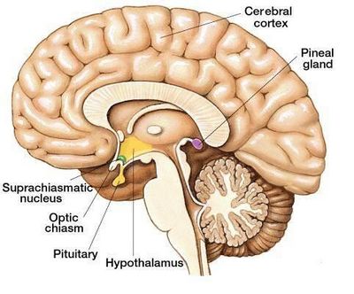 Pineal Gland Function